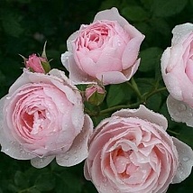 Роза парковая английская Heritage